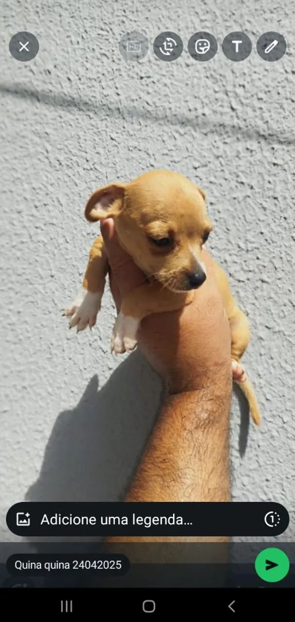 Cachorro  - Foto 2