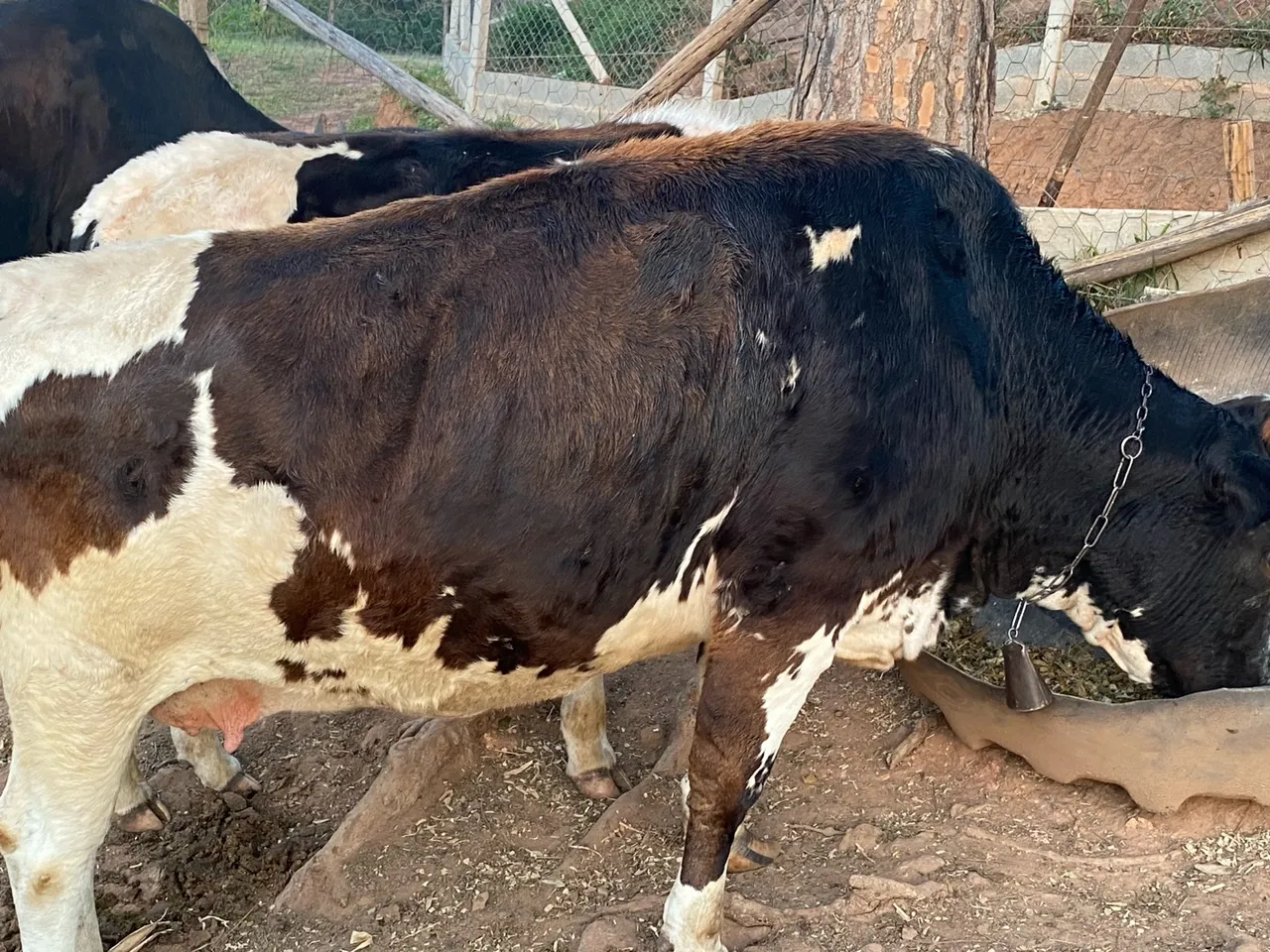 Vaca leiteira com ótima genética