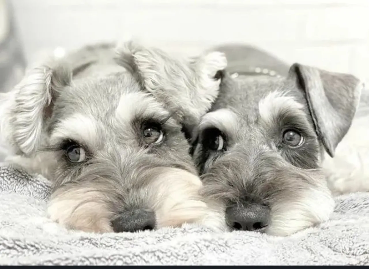 Filhotes de Schnauzer Miniatura para adoção