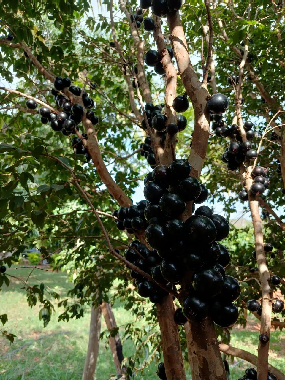 Plantas frutíferas e ornamentais 