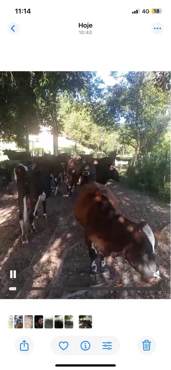 Vacas para criação