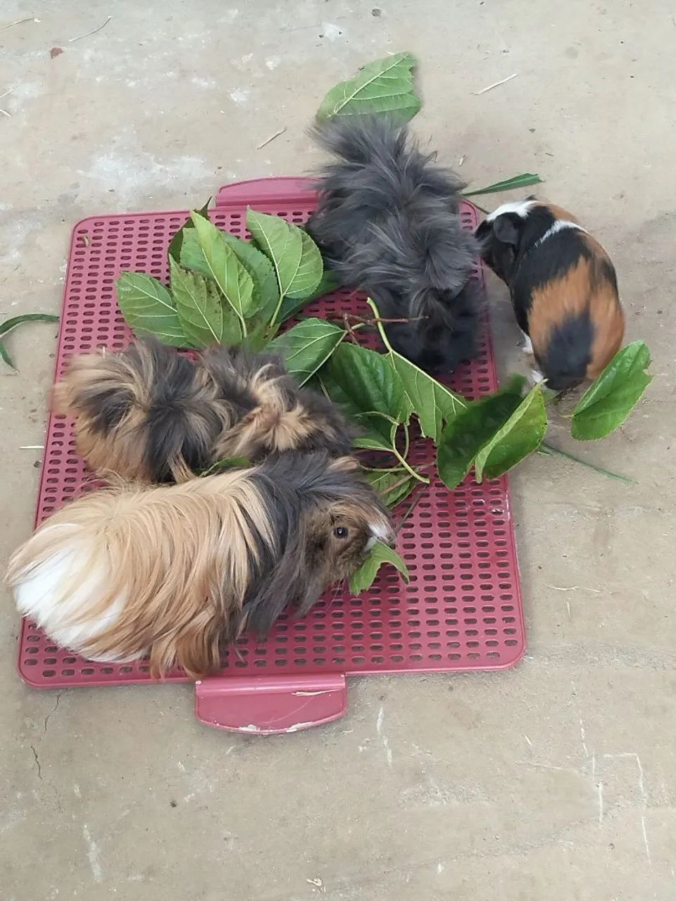 Cobaia e acessórios