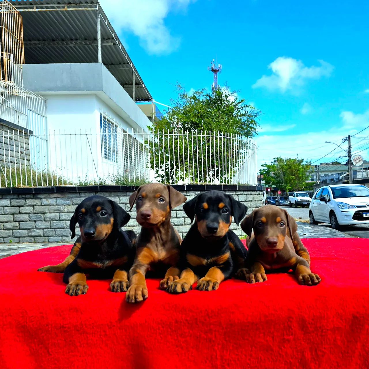 Filhotes FÊMEAS de Doberman CHOCOLATE - Foto 5