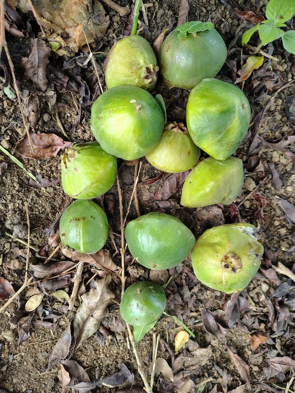 Cambuci madurado no pé 