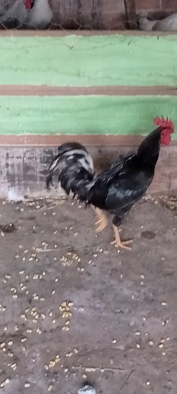 Galinha caipira para venda - Foto 3