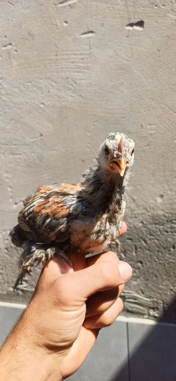 Pintinho brahma mestiço macho - Foto 2