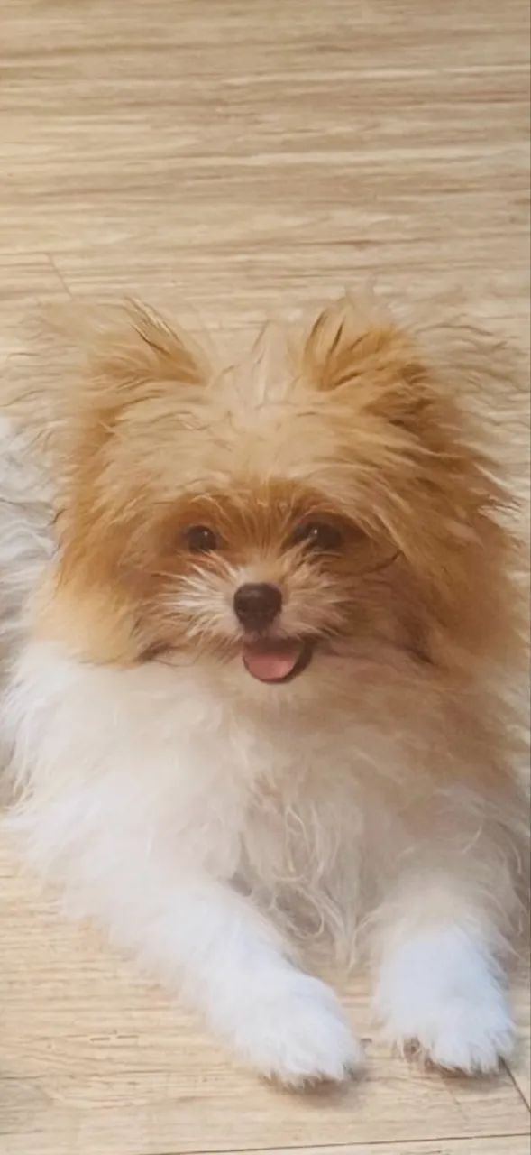 Spitz alemão com shih tzu - Foto 2