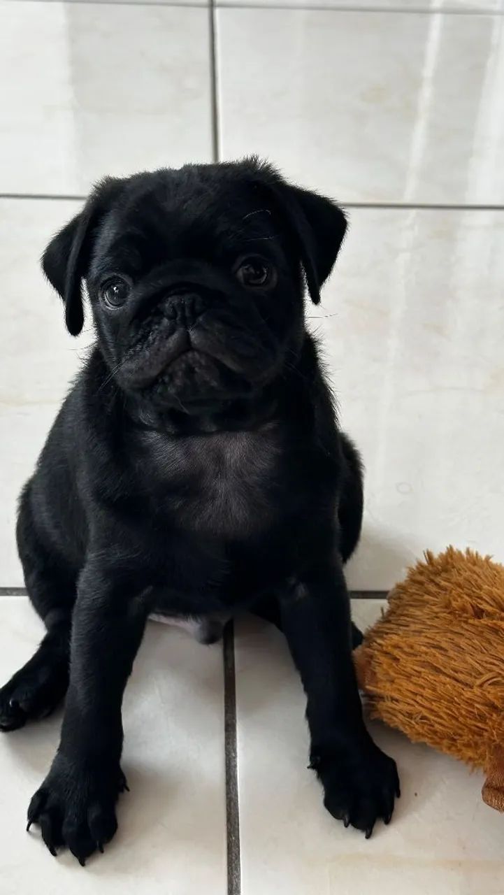 Filhote de Pug último  - Foto 2