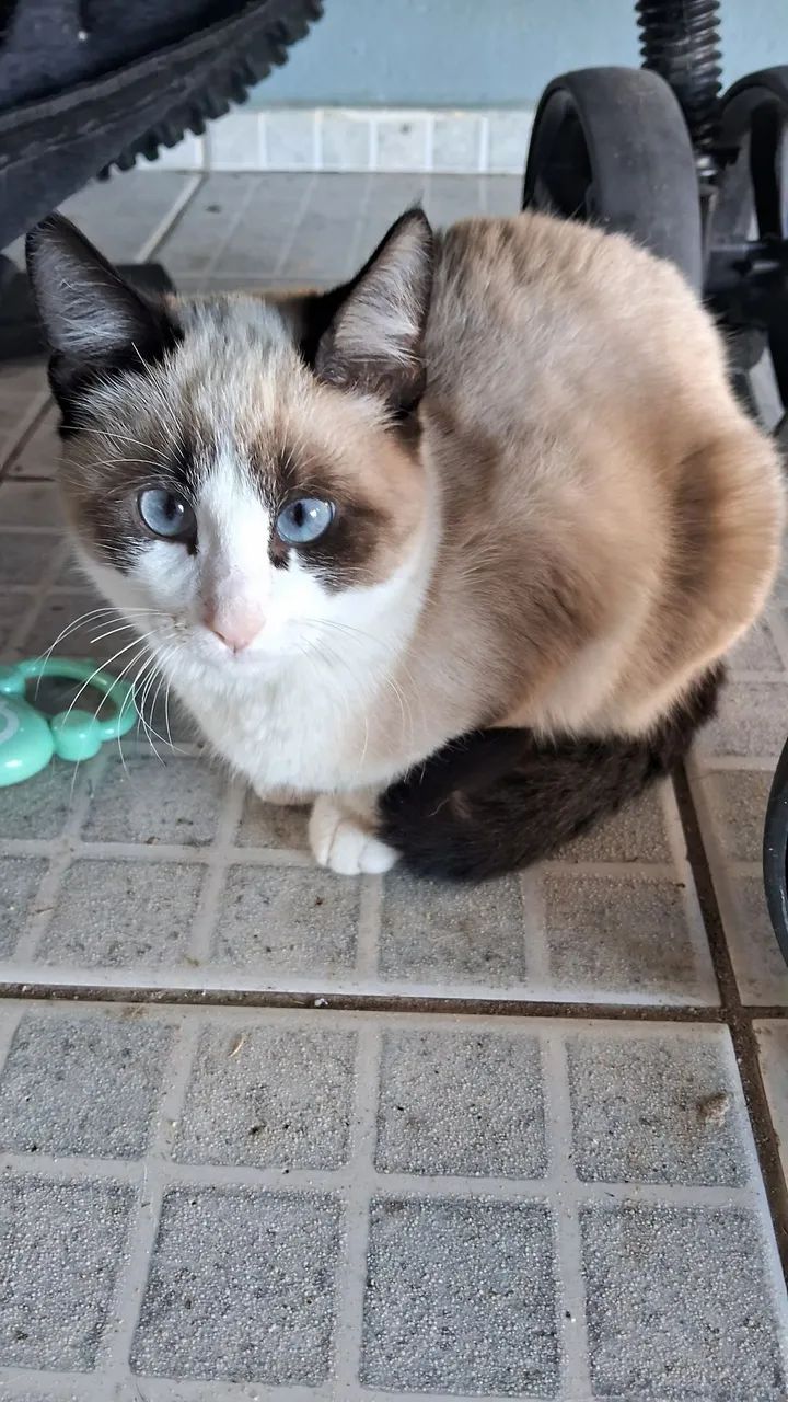 Doa-se Gatinhos ?  - Foto 2