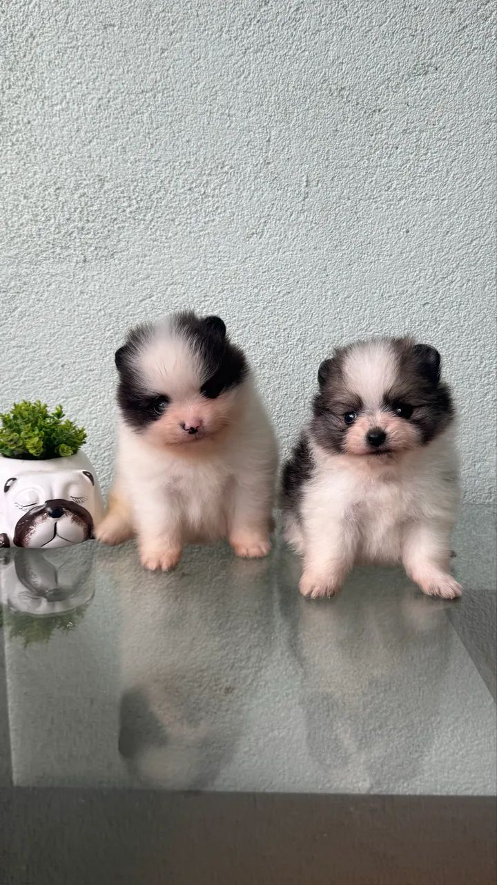 Spitz Alemão Anão Macho  - Foto 4