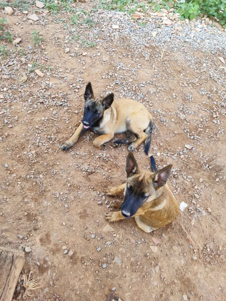 FILHOTES PASTOR MALINOIS - Foto 5