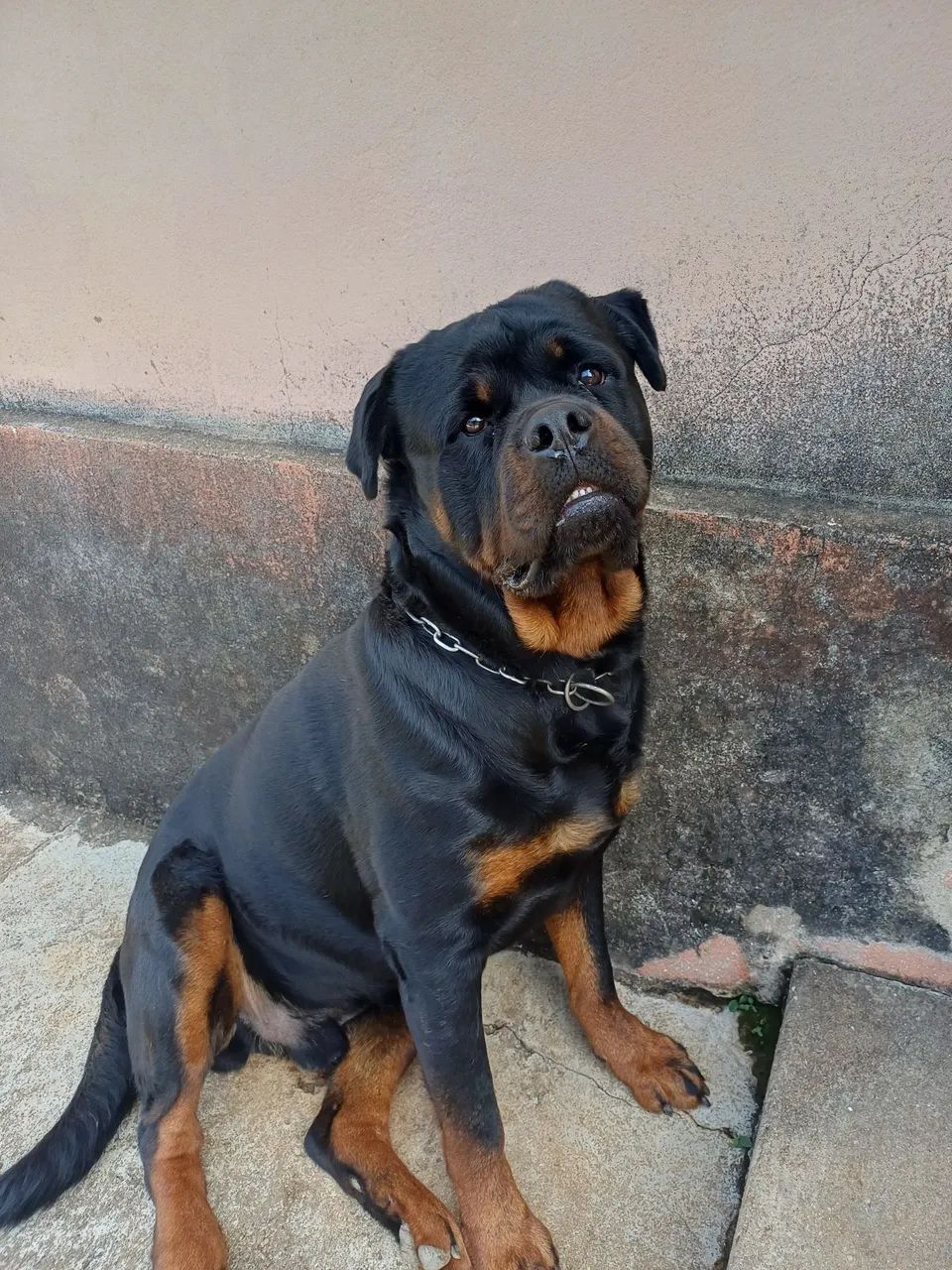 Rottweiler - Foto 2