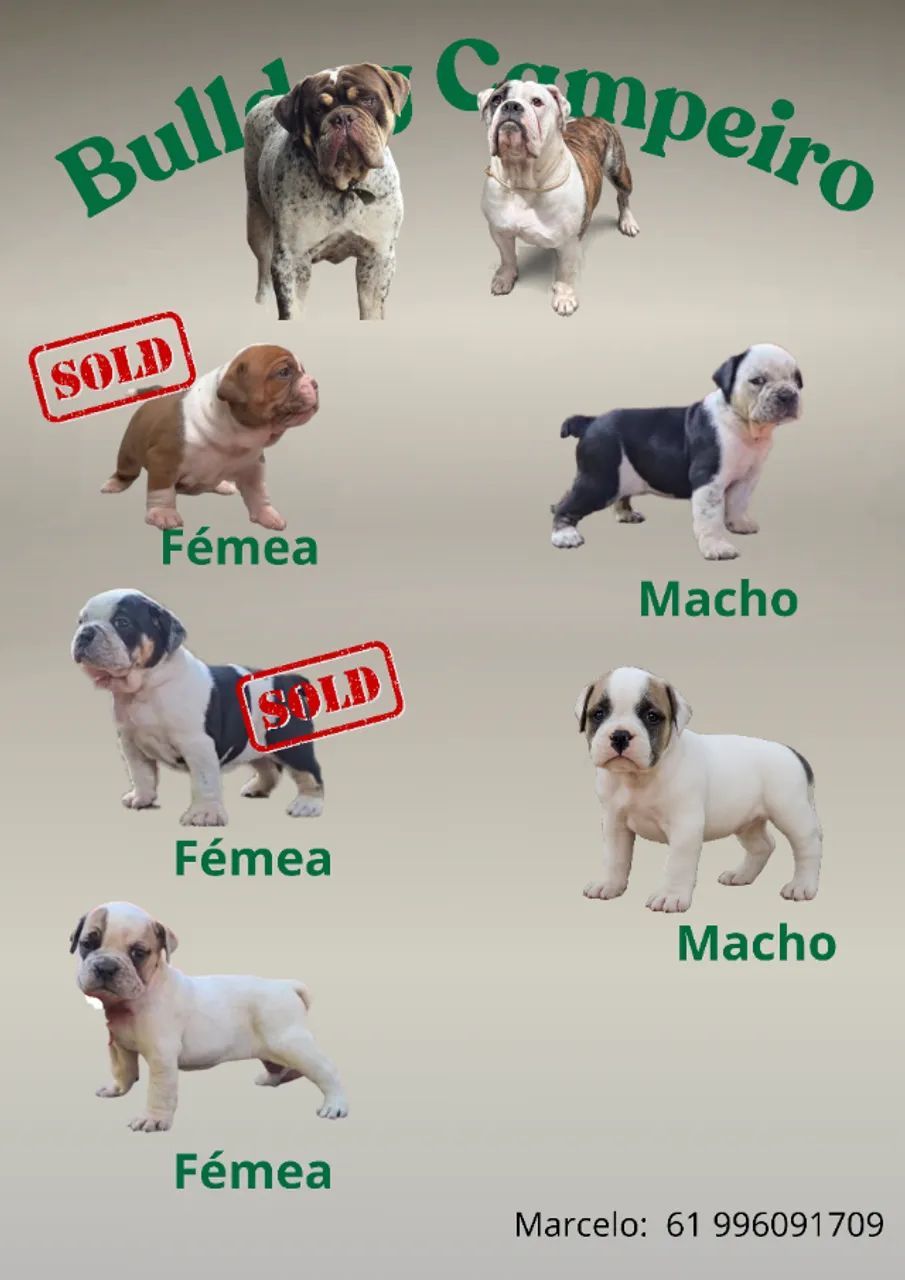 Lindos Filhotes de Bulldog Campeiro com Pedigree