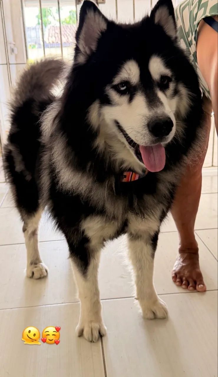 Husky siberiano 