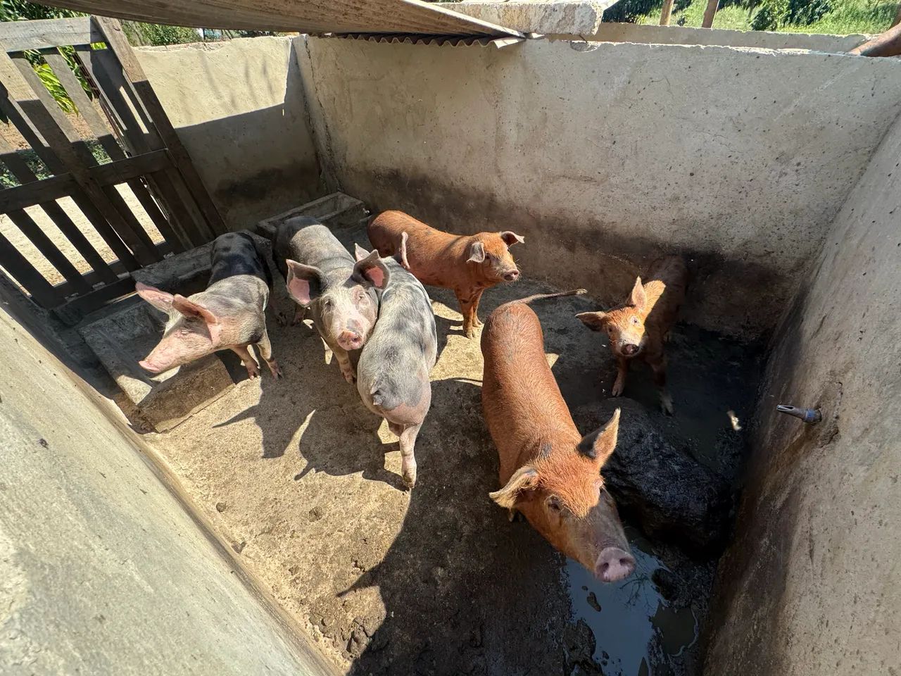 Pitrans e Durocs - Suínos - Foto 4