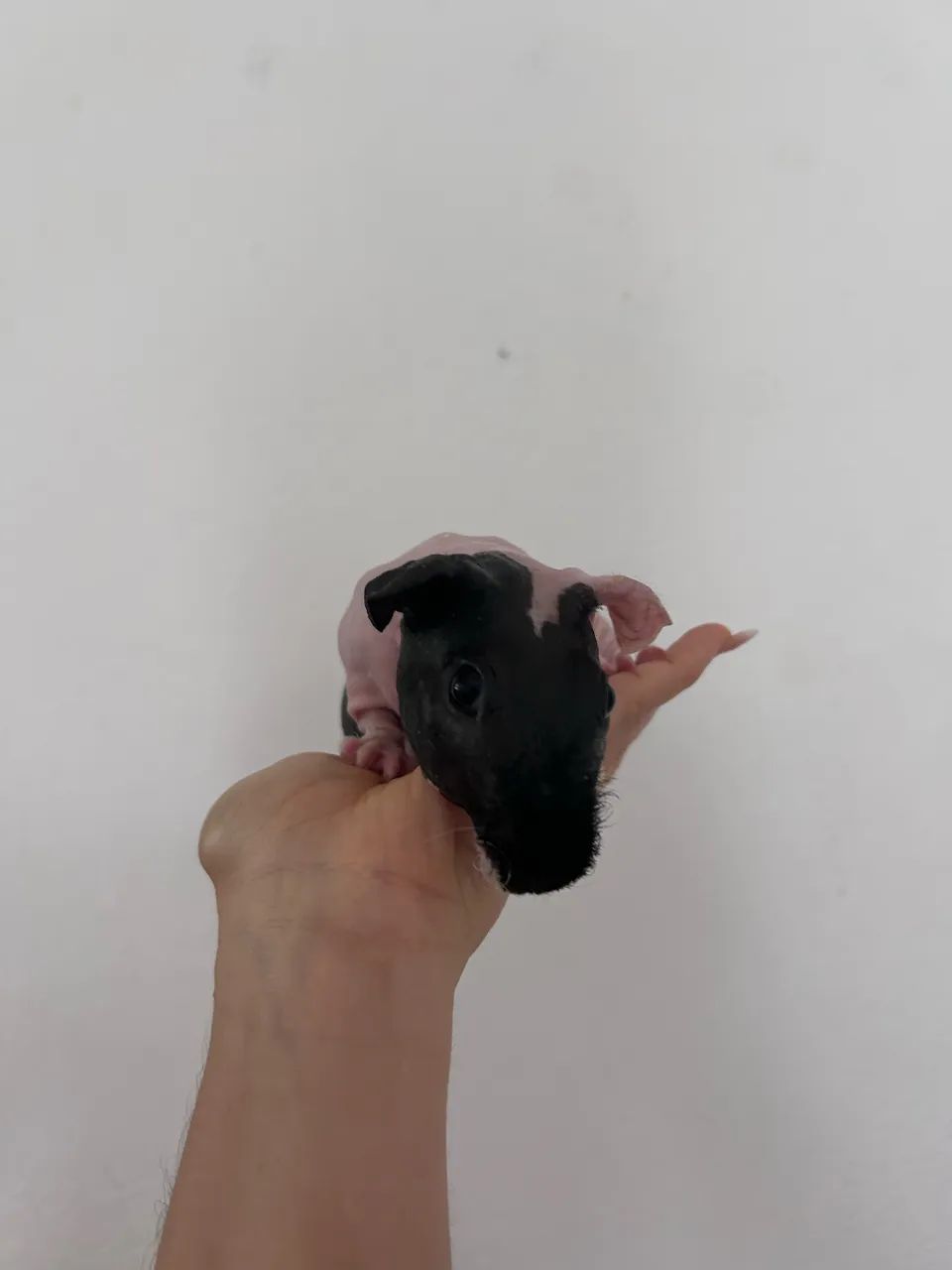 Porquinho da índia sem pelo - Foto 6