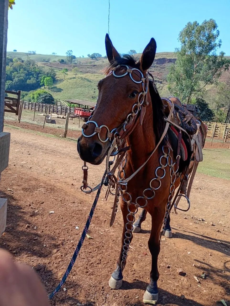 Vende-se egua 3 anos mansa anda ate mo pelo andadeira  - Foto 3