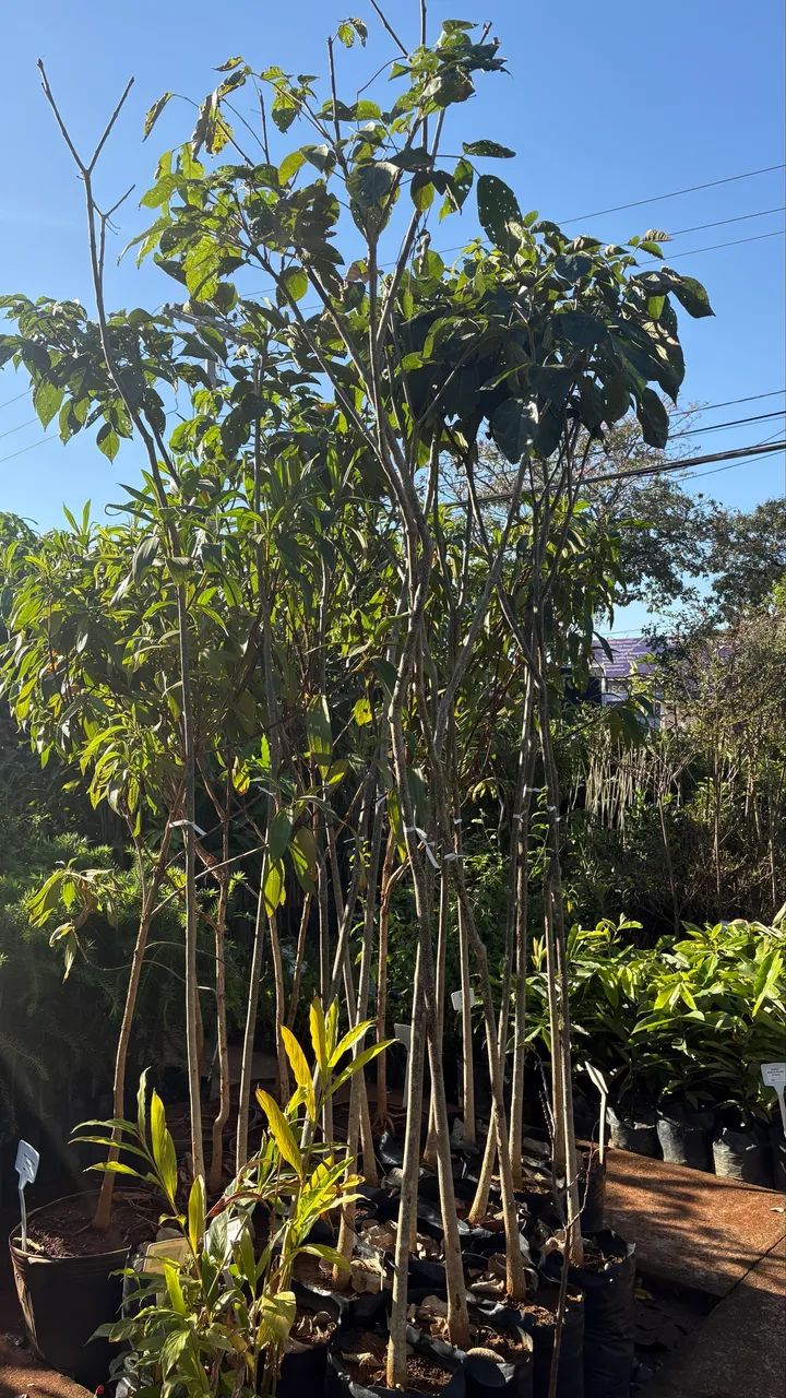 Muda de Ipê Branco 3m