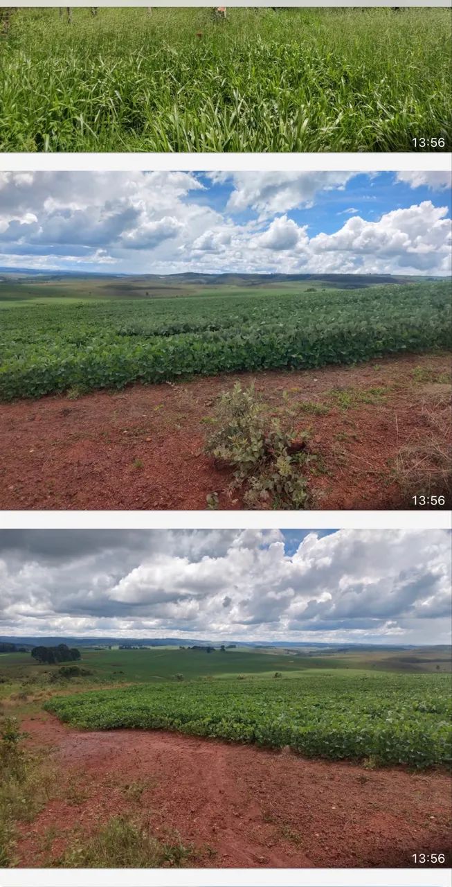 Fazenda em Sacramento altitude pra café ? 
