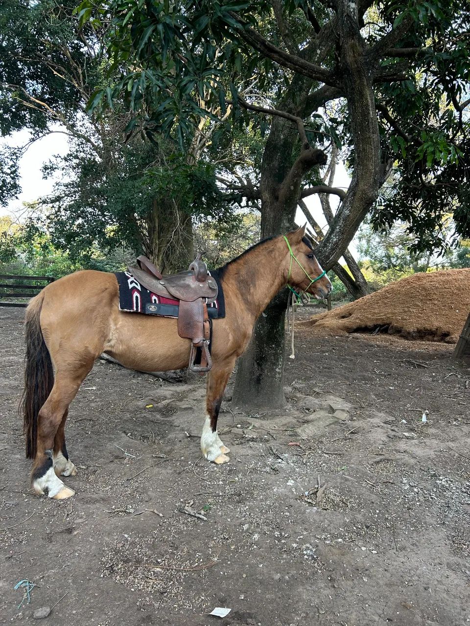 Égua baia 