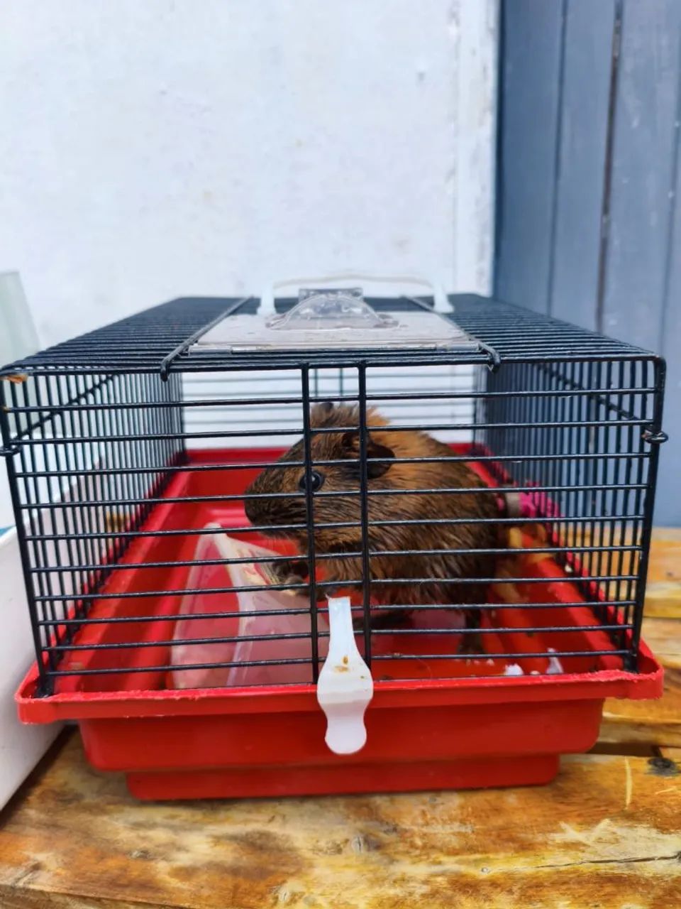 Porquinho da índia  - Foto 2