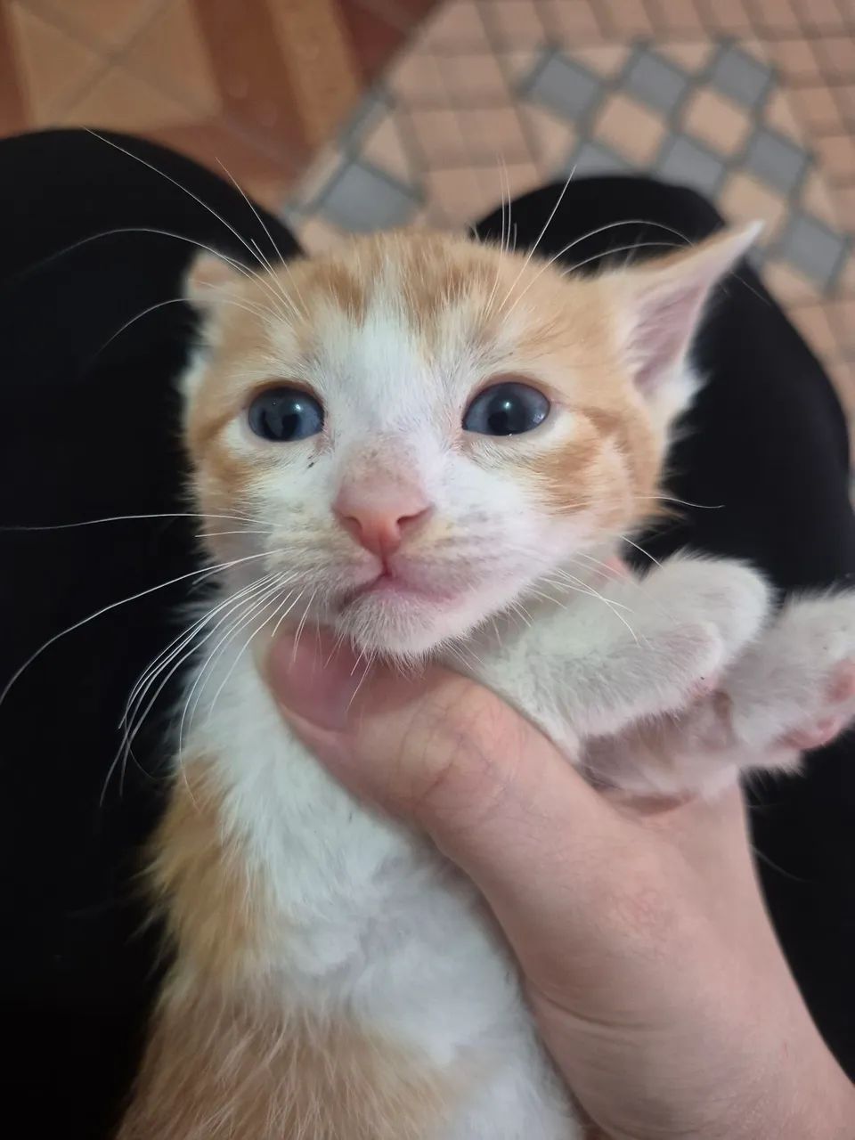 Doação - Gato  - Foto 4