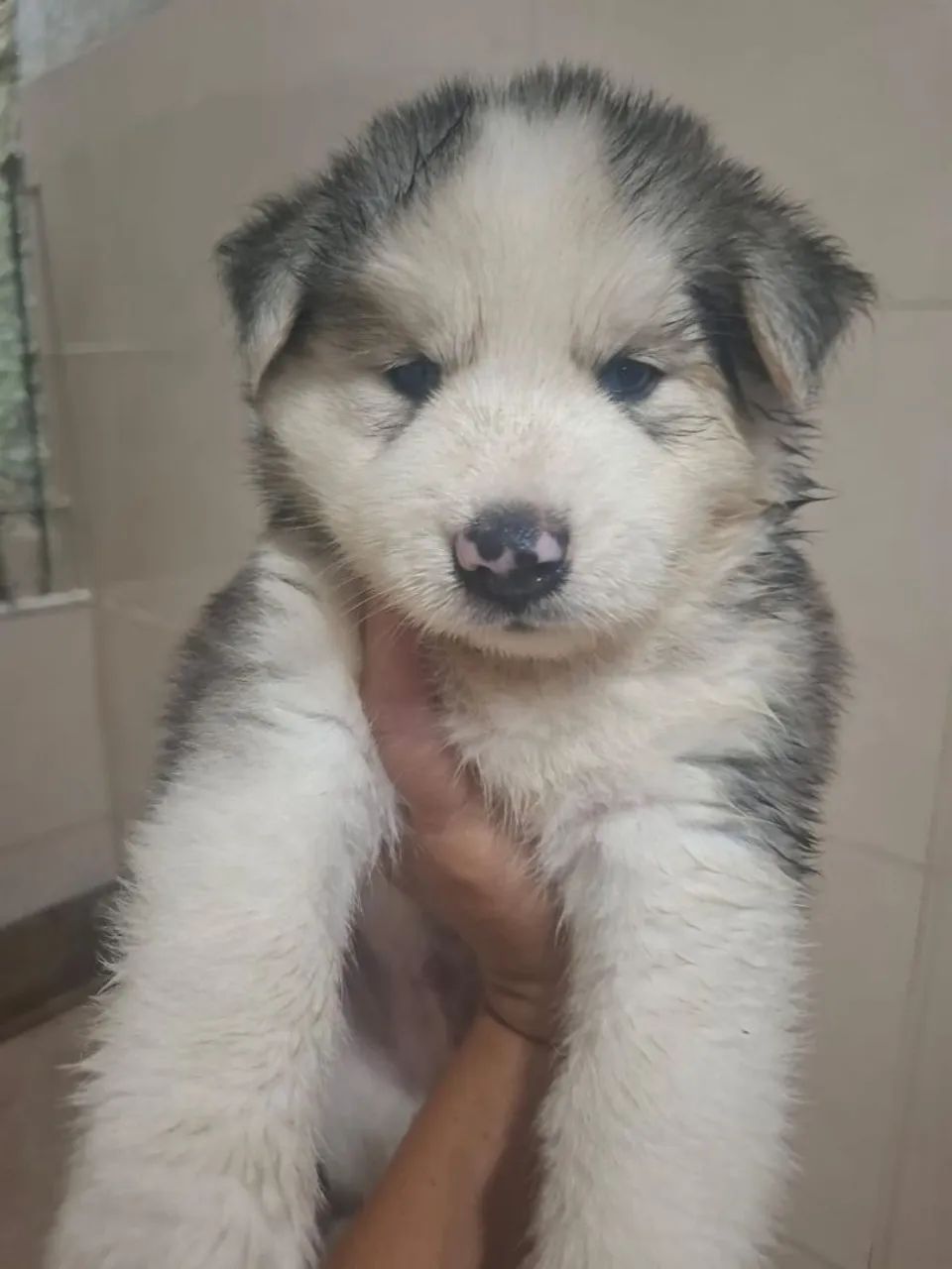 Husky Siberiano - Foto 3
