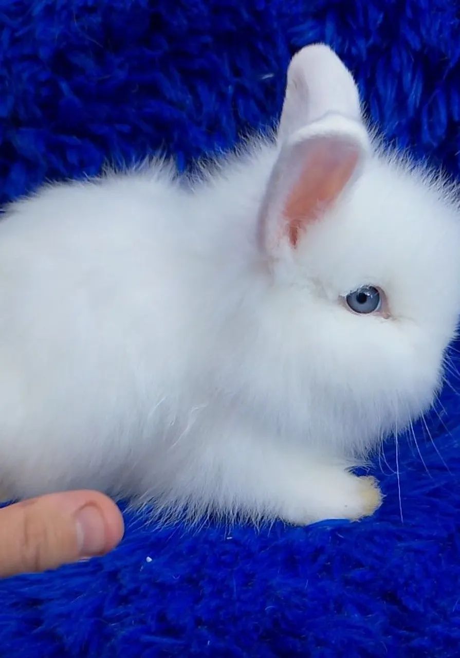 Lindo Mini coelho  - Foto 2