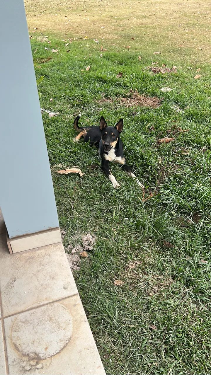 Doa-se cachorrinha 