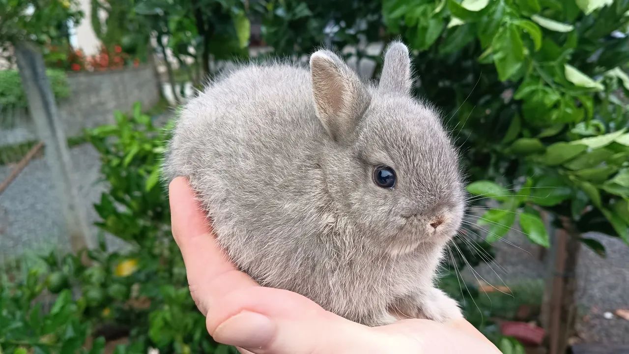 Mini coelho  - Foto 2