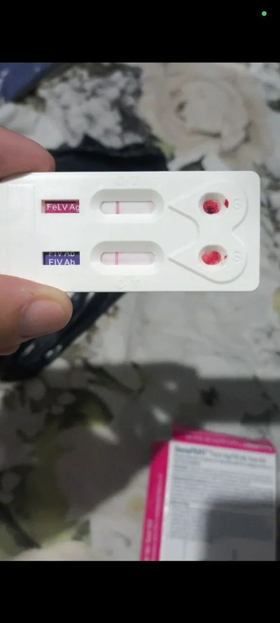  gatos bengal marble  - Foto 5