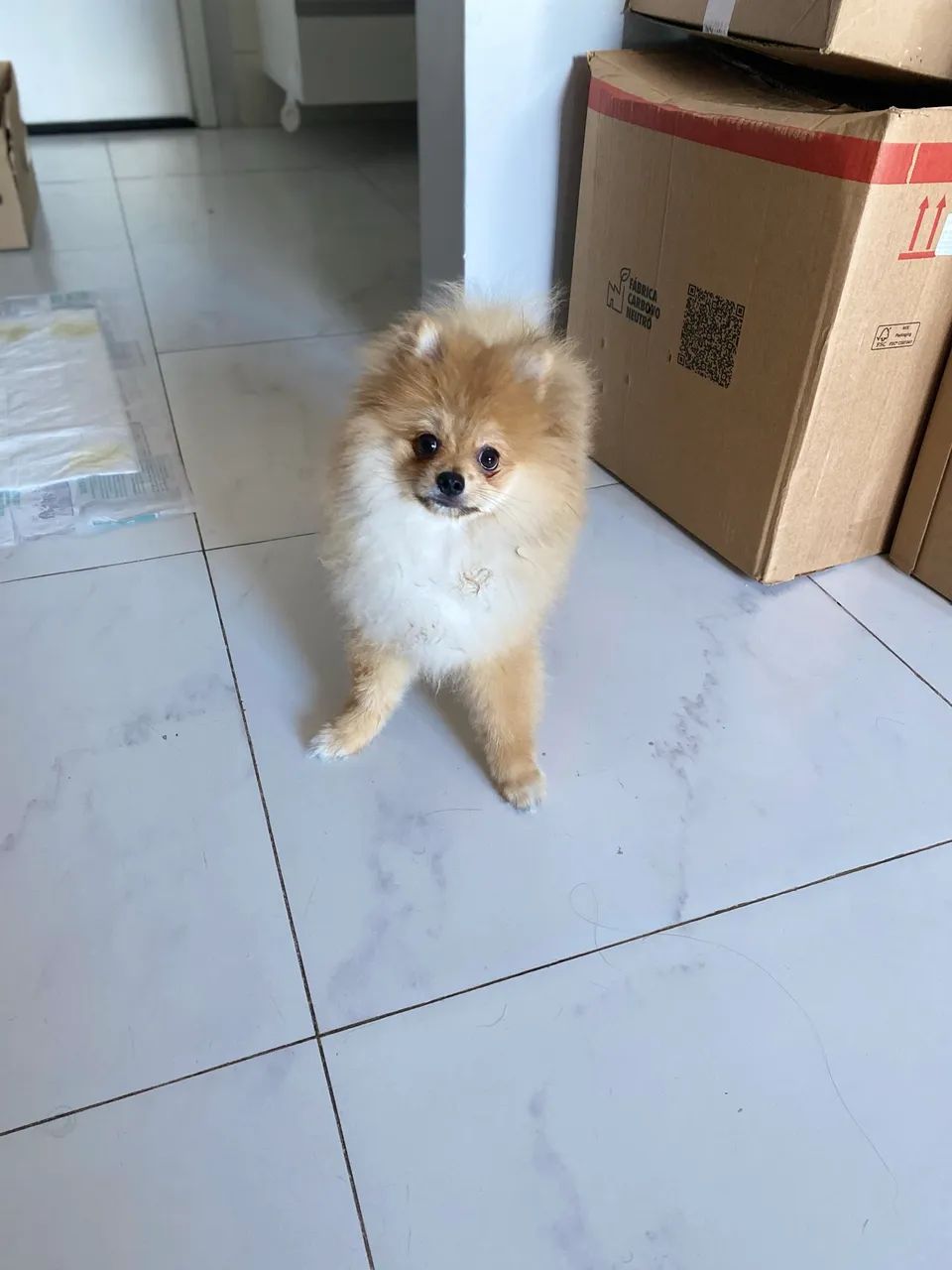 Filhote spitz anão com pedigree - Foto 2
