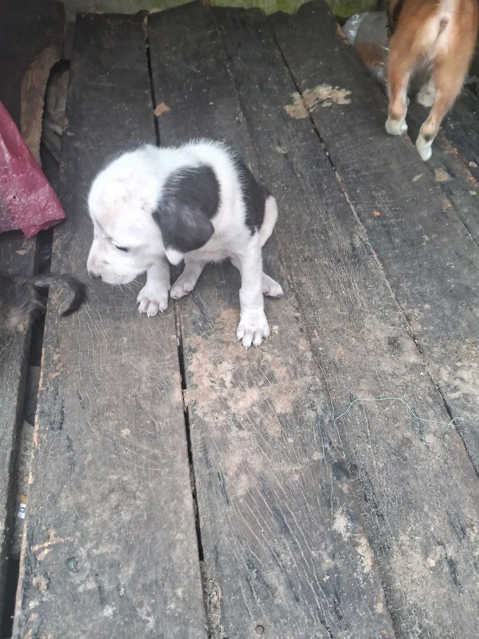 Doação  - Foto 4