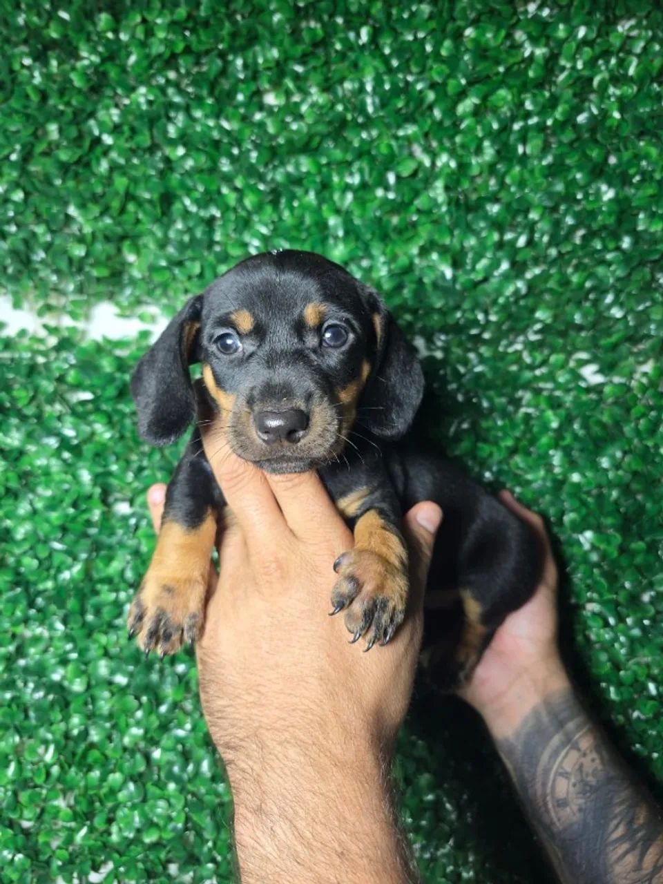 Dachshund com personalidade marcante disponível - Foto 2