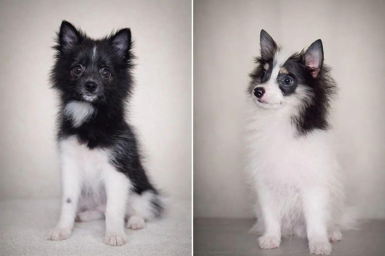 Vendo filhote de spitz alemão  - Foto 3