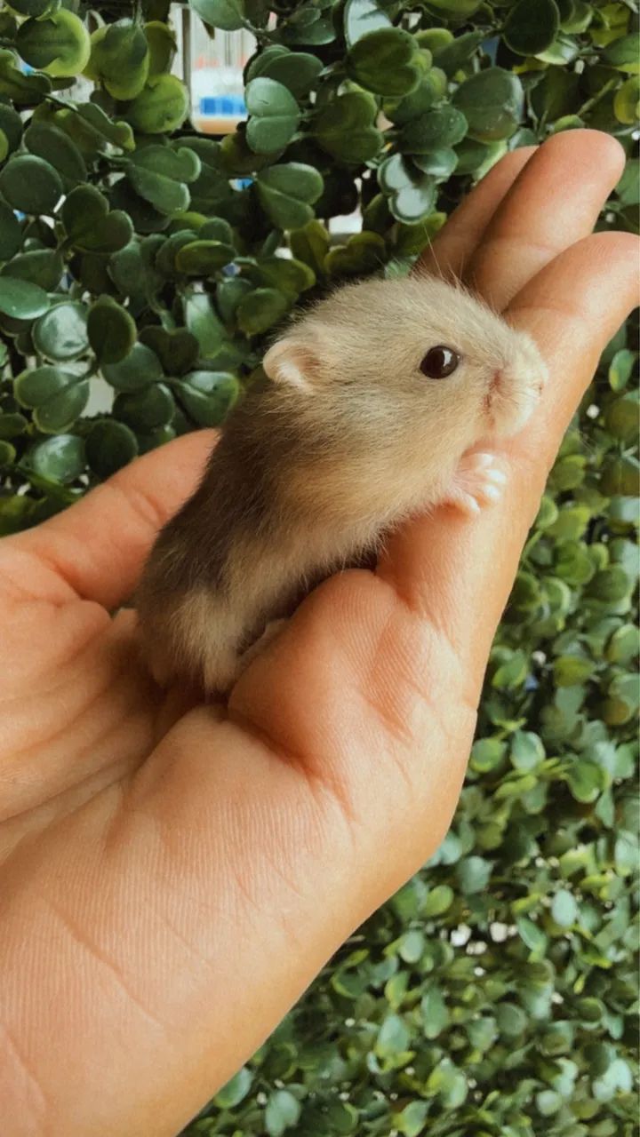 Filhote Hamster Anão russo  - Foto 2