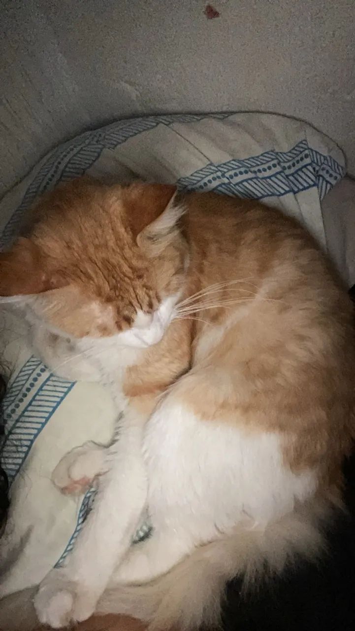 Doação de gato macho - Foto 2