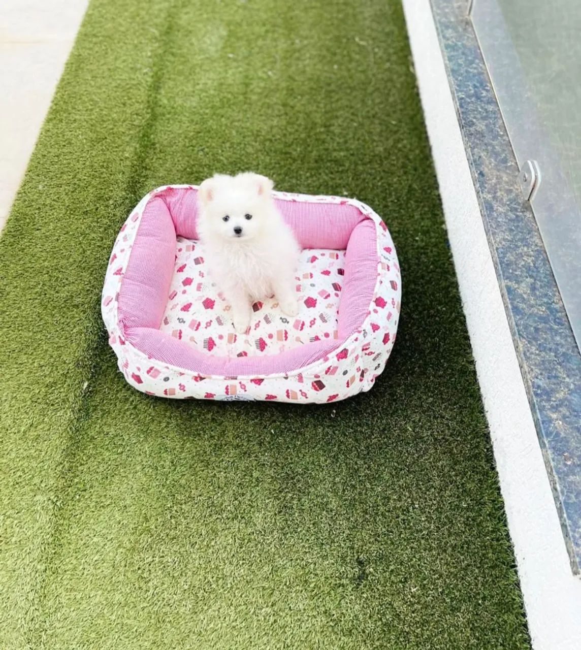 Spitz alemão