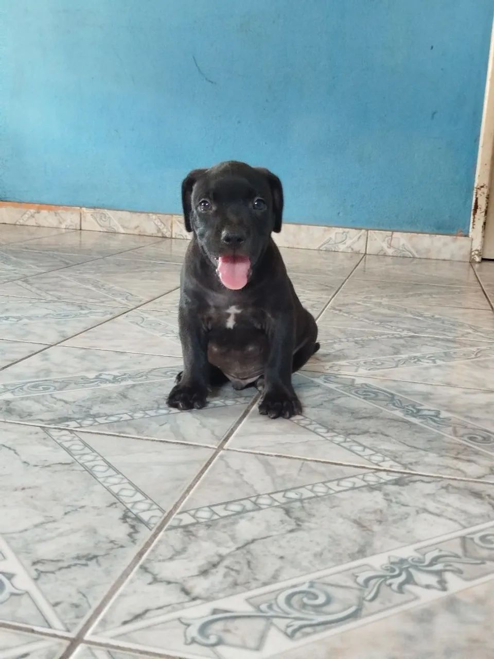 Pit Bull  - Foto 3