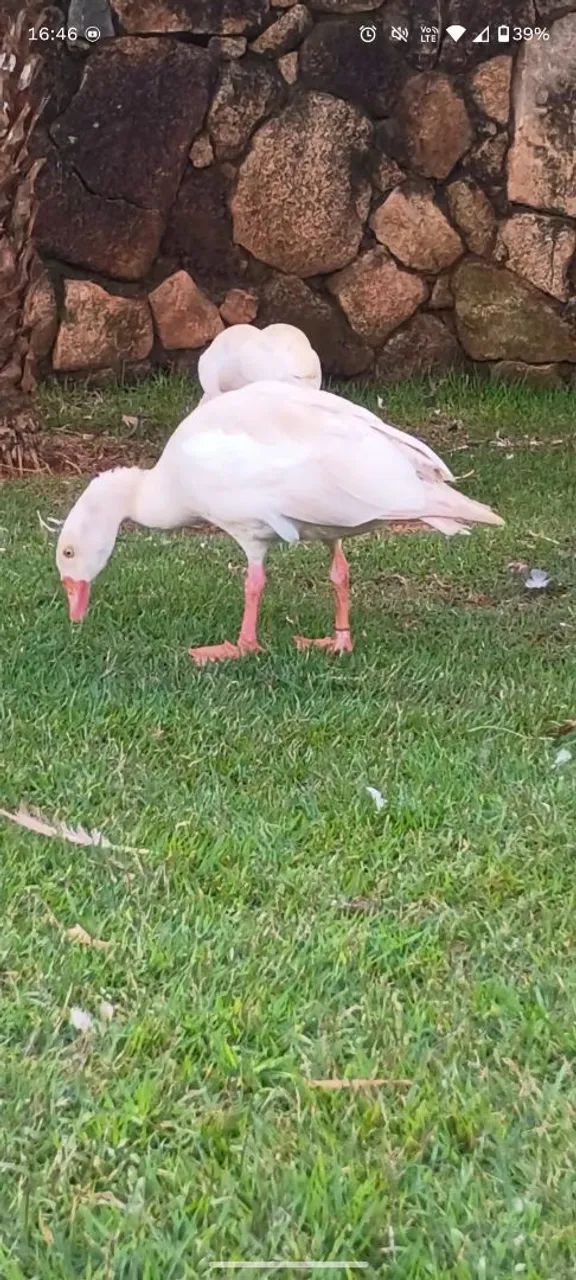 Ganso do Egito branco  - Foto 4