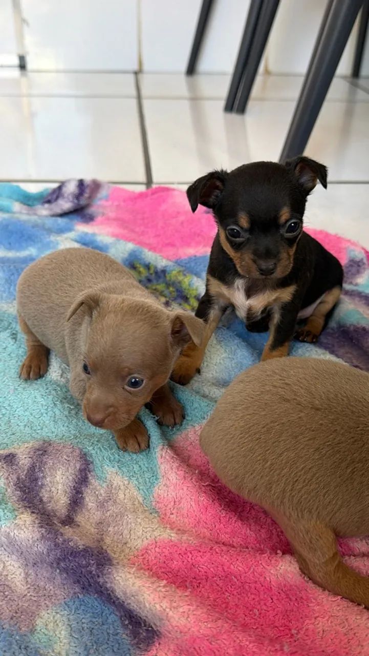 Pinscher Zero  - Foto 3