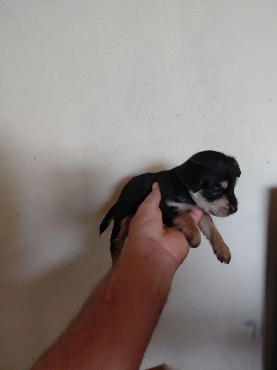 Pinscher 01 - Foto 2