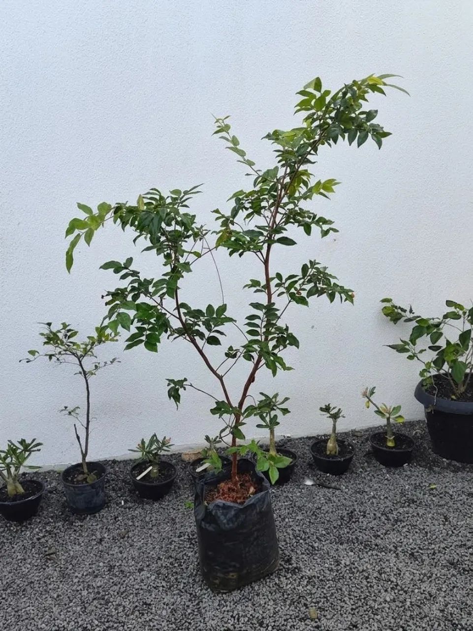 Jaboticaba híbrida já produzindo  - Foto 4