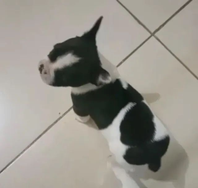 Bulldog frances sociavel