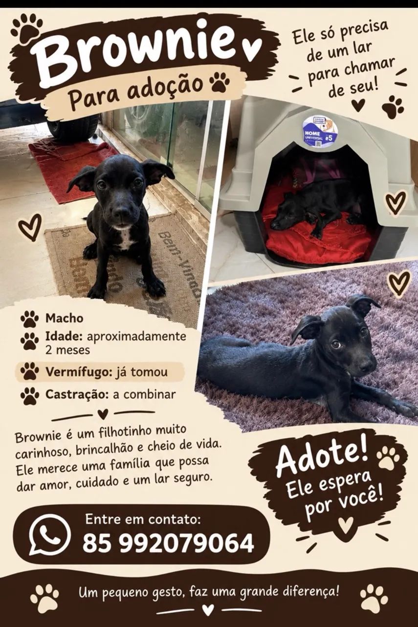 Adoção Responsável 