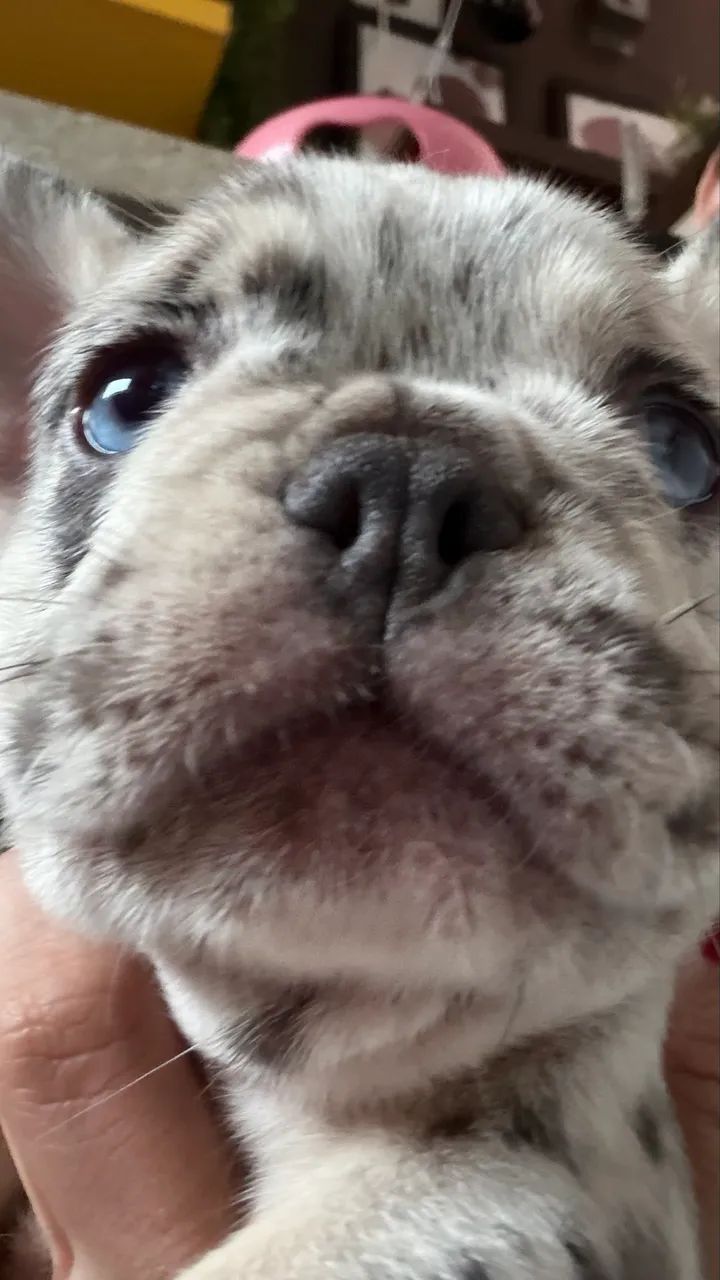 Buldogue Francês  - Foto 3