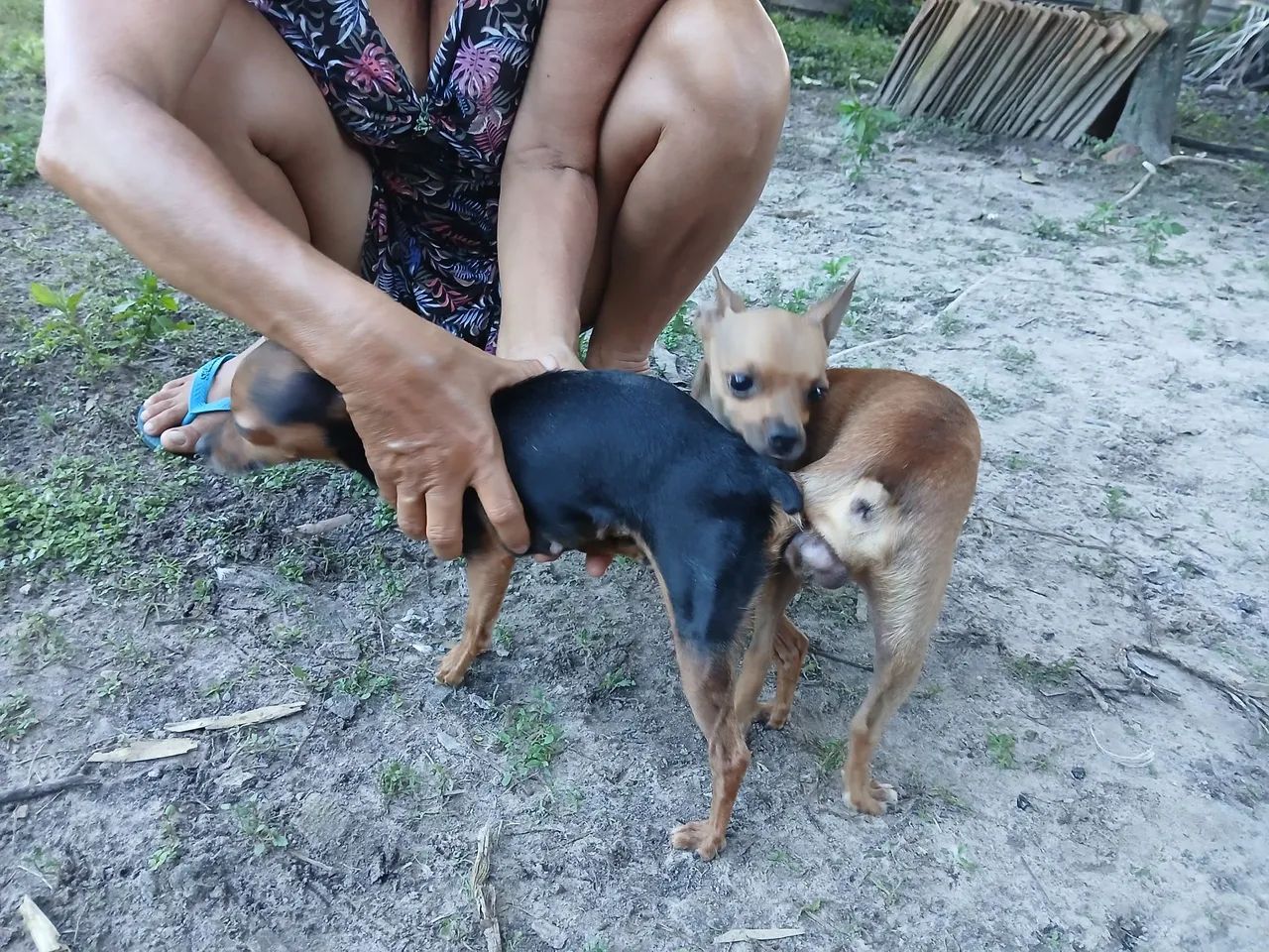 (Venda)* - Foto 5