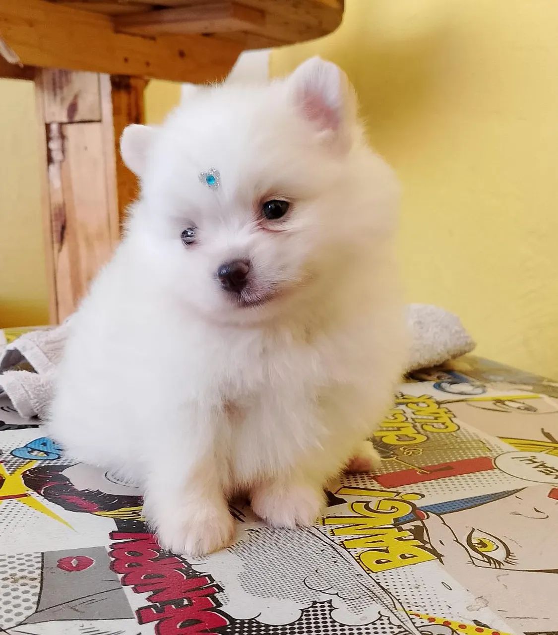 Spitz alemão macho 
