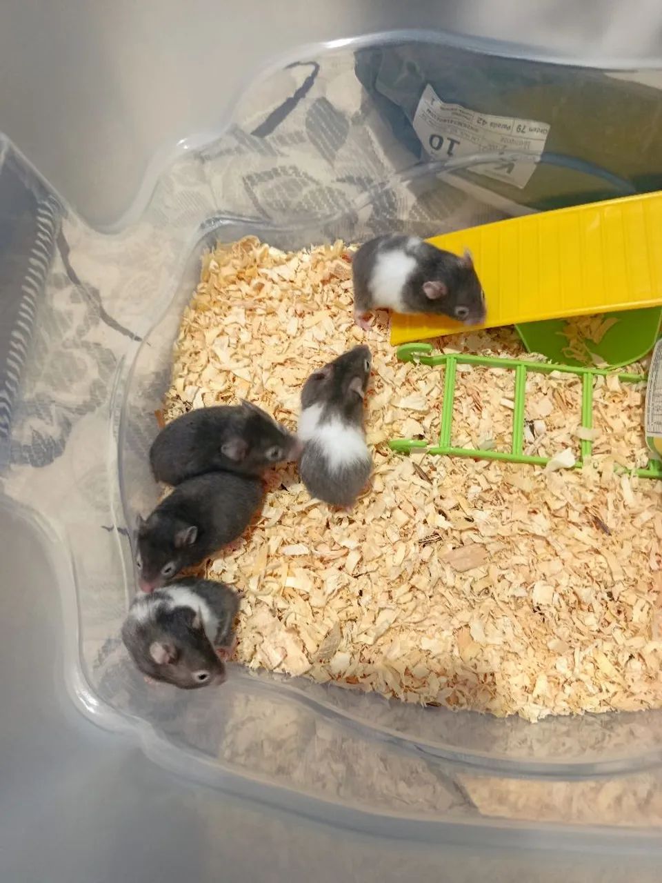 Hamster sirios - Foto 3