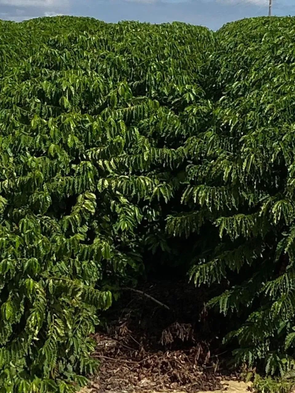 vendo Oportunidade em Rio Bananal - Foto 2